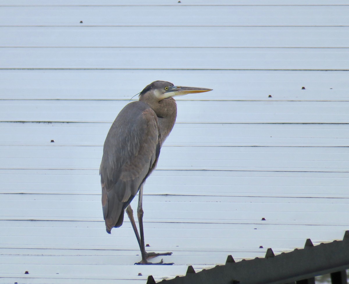 Great Blue Heron - ML52425421