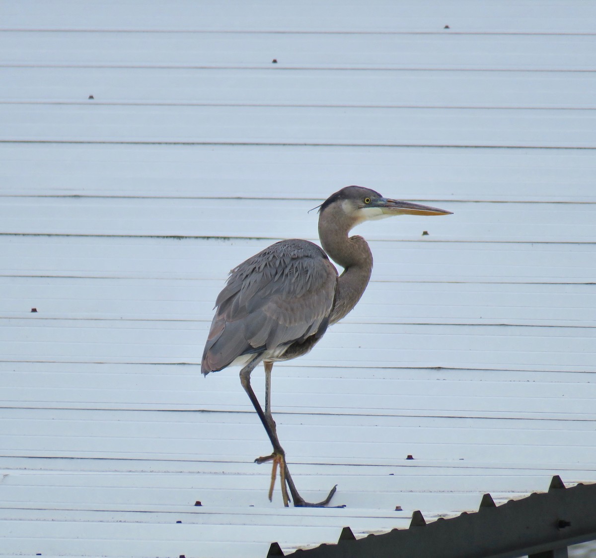 Great Blue Heron - Ann Tanner