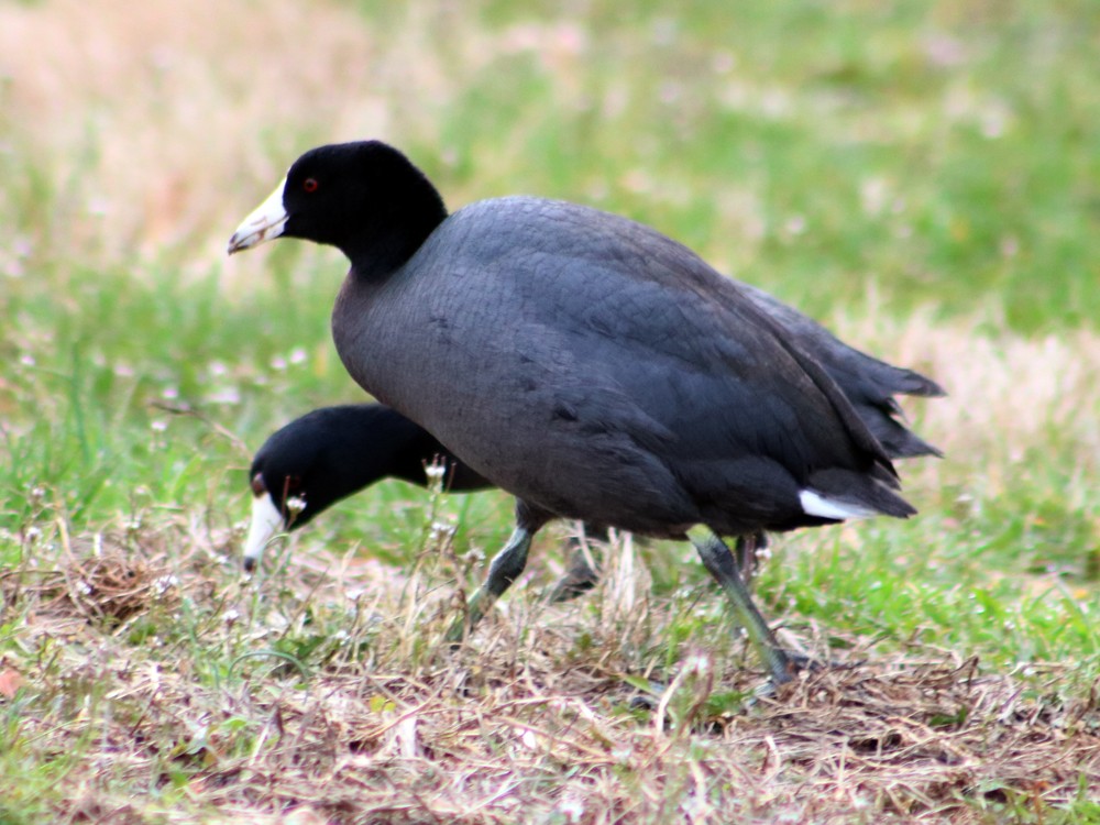 American Coot - Colin Sumrall