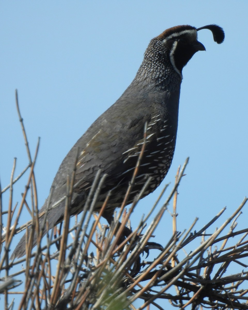 California Quail - ML524255131