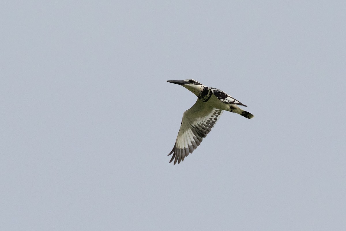 Pied Kingfisher - ML524256161