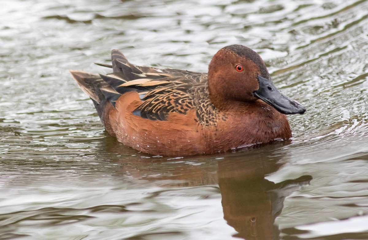 Cinnamon Teal - ML52425621