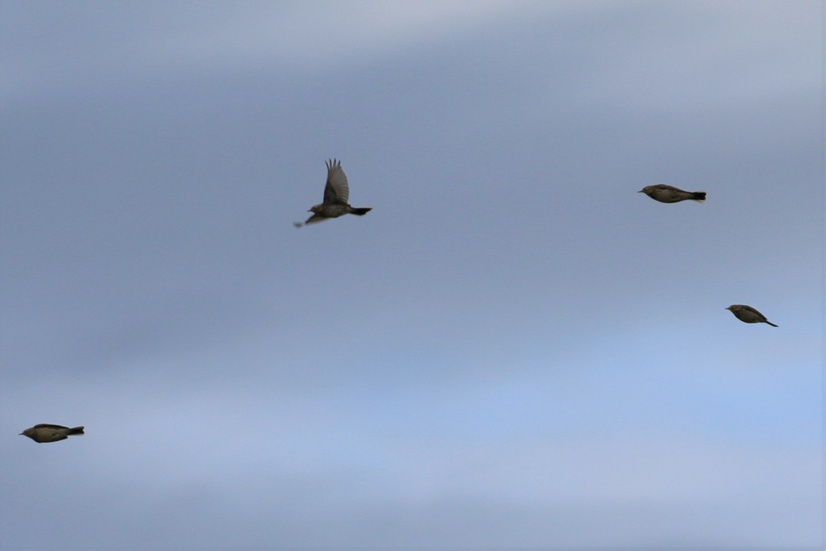 American Pipit - ML524256431
