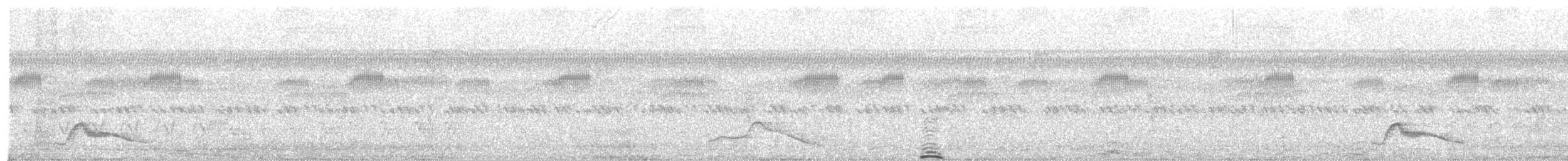 Pauraquenachtschwalbe - ML52425651