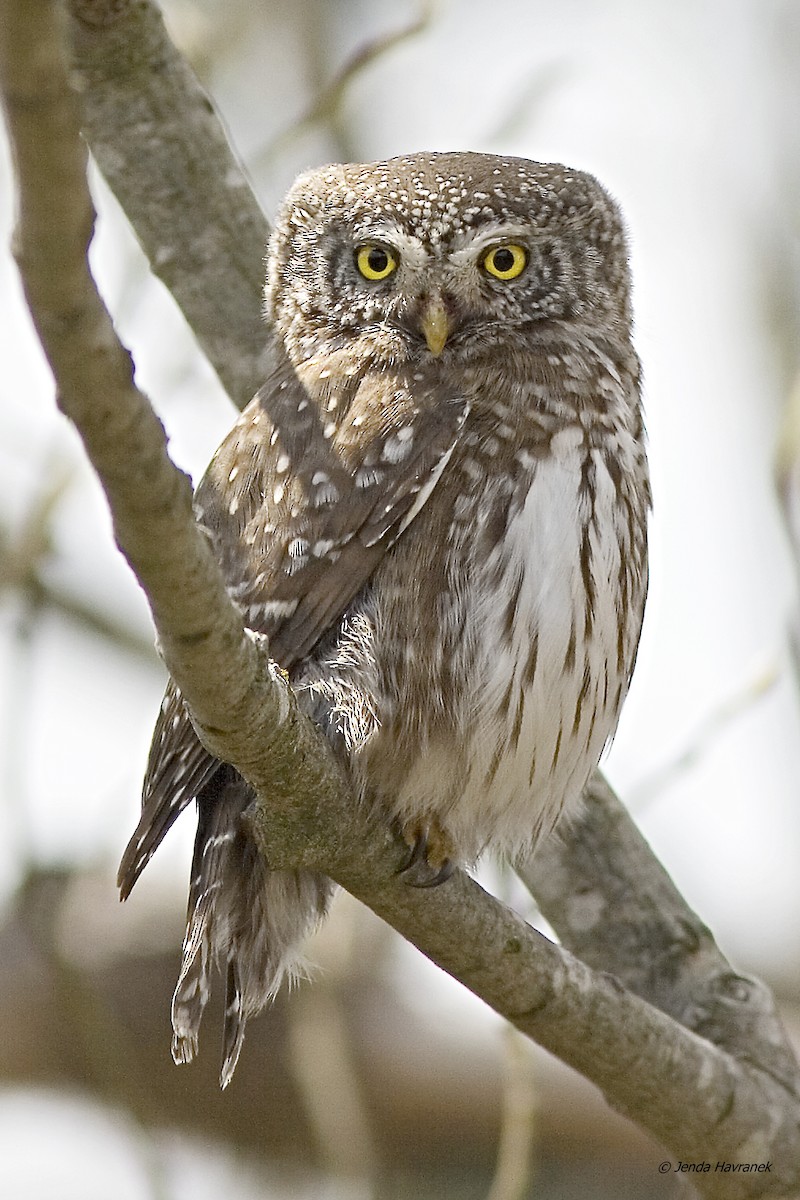 Eurasian Pygmy-Owl - Jenda Havránek