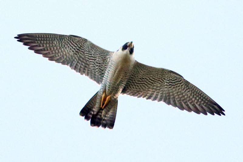 Peregrine Falcon - ML52426011