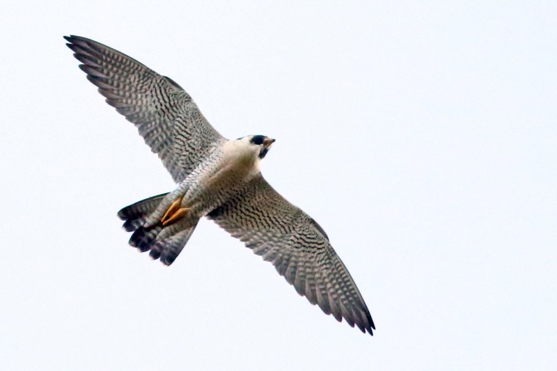 Peregrine Falcon - ML52426031