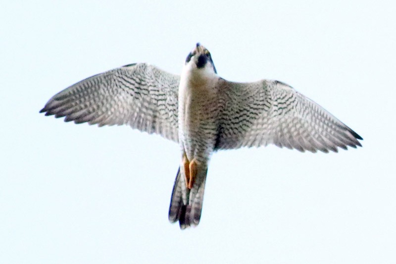 Peregrine Falcon - ML52426051