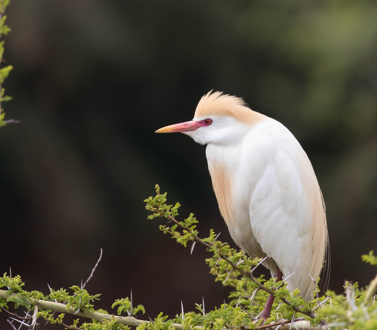 ニシアマサギ - ML52426151