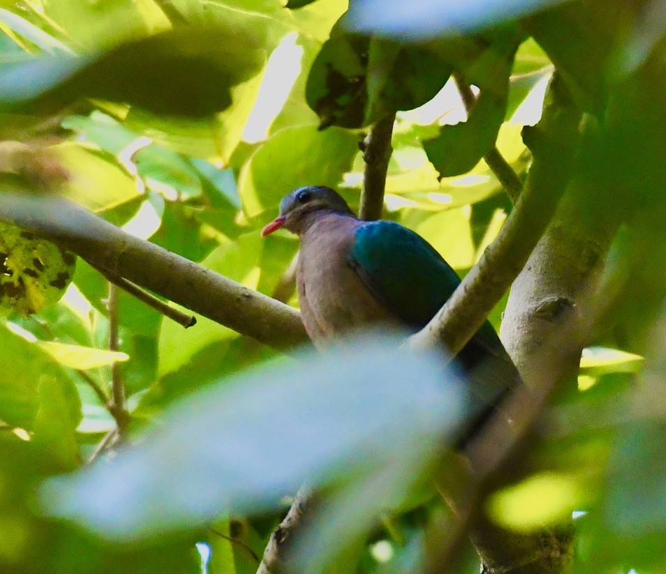 holub zelenokřídlý - ML524262111