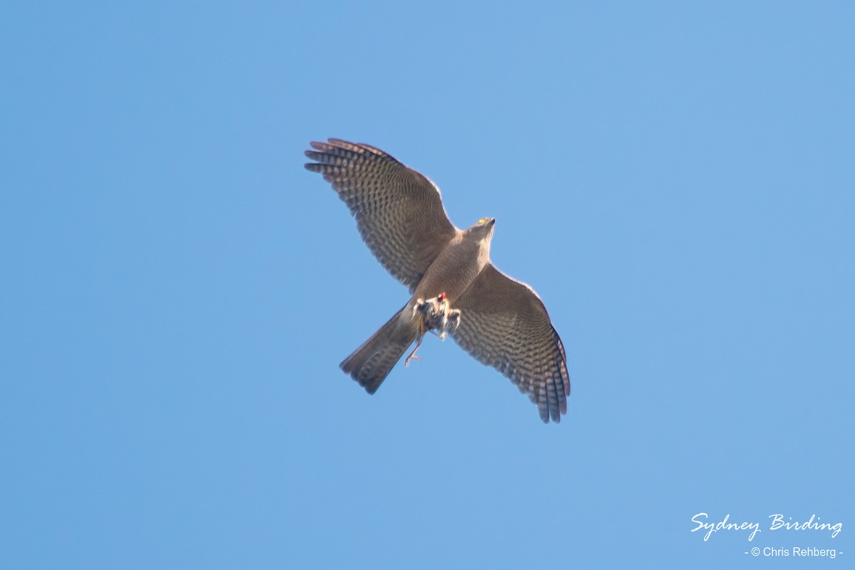 Collared Sparrowhawk - ML524263411