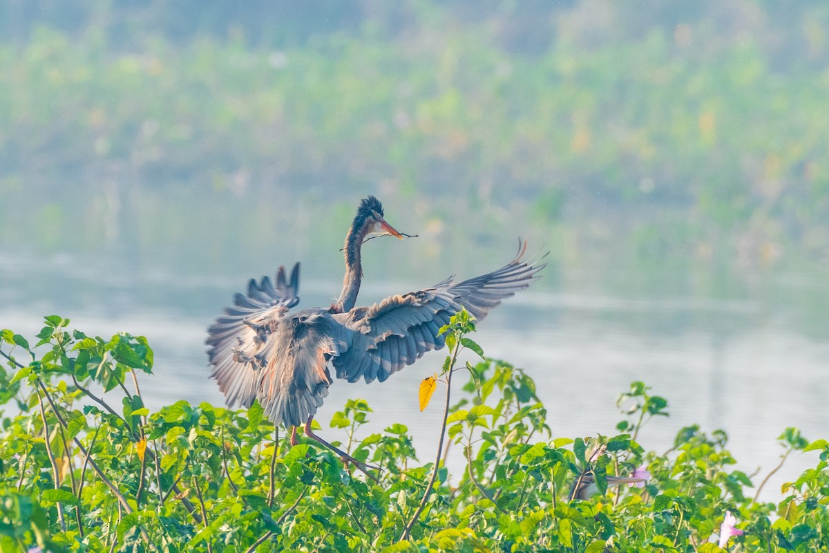 Purple Heron - Swami Bogim