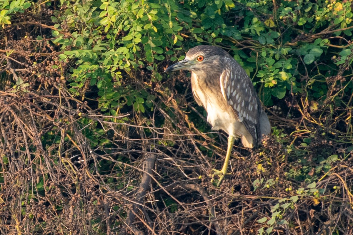 Black-crowned Night Heron - ML524263871