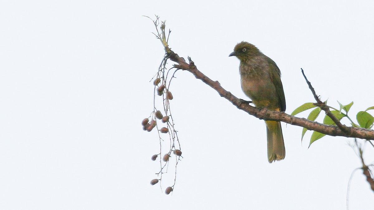 Pale-eyed Bulbul - ML524264281