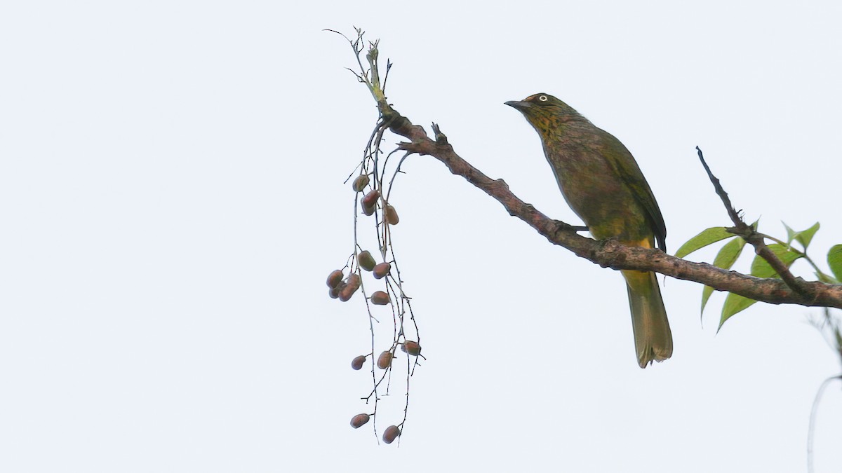 Pale-eyed Bulbul - ML524264331