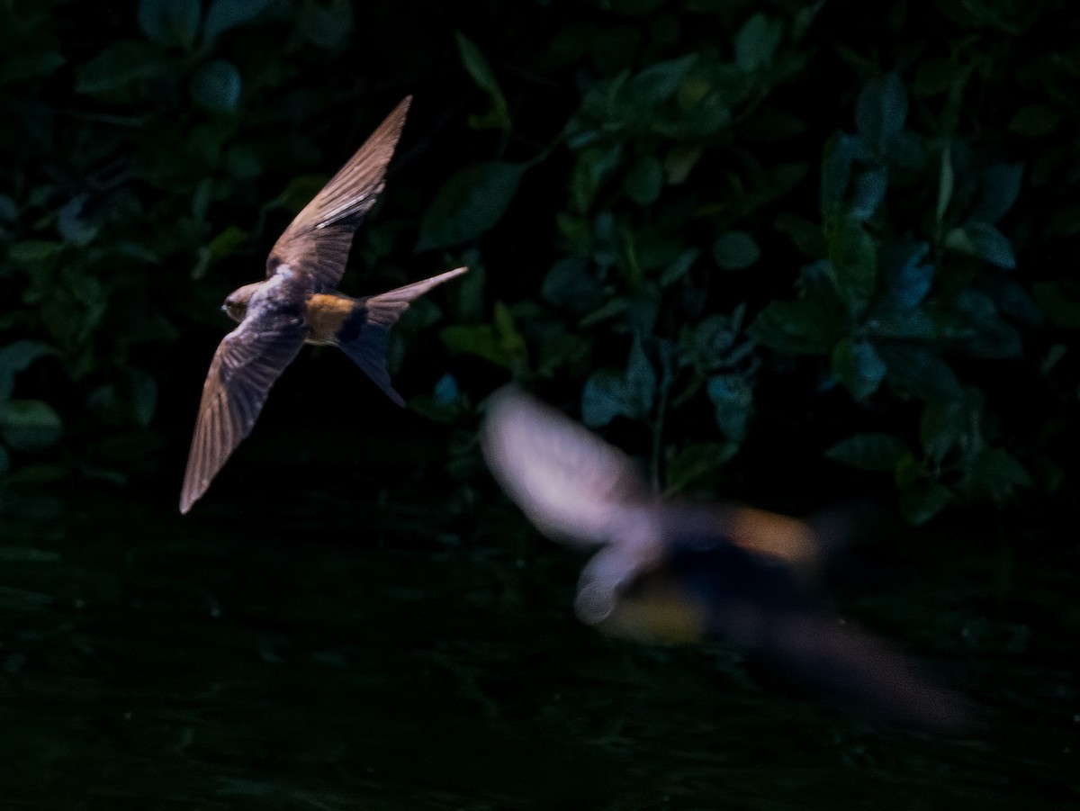 Red-rumped Swallow - ML524266181