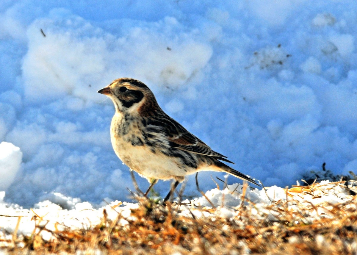 Lapland Longspur - ML524266301