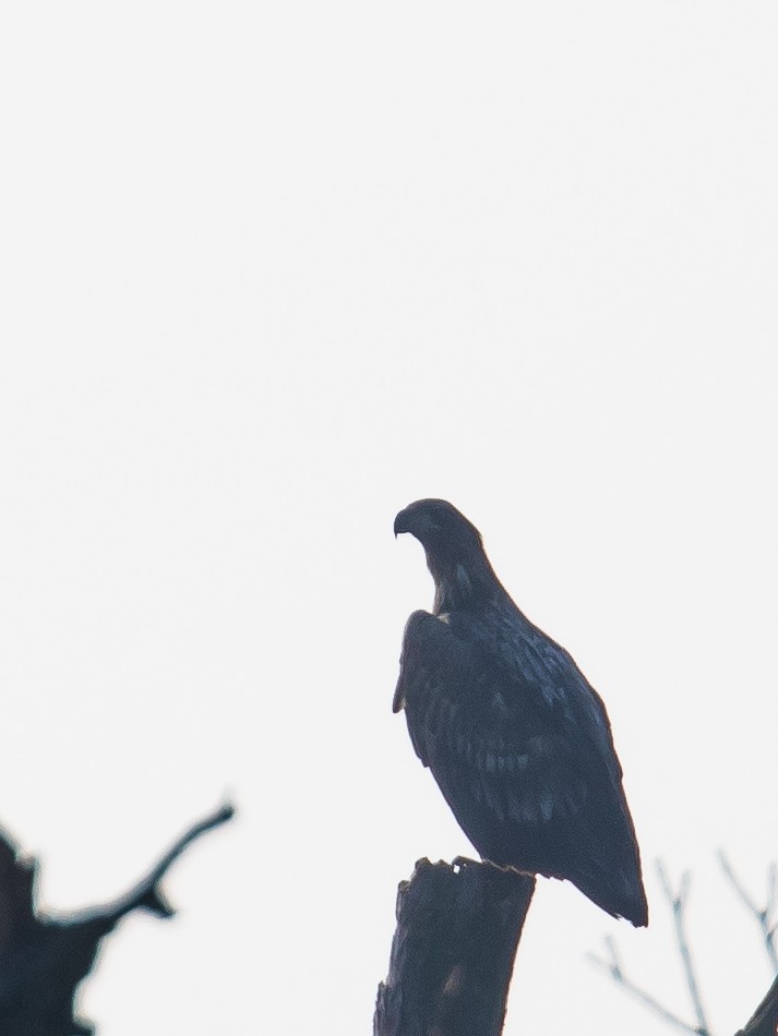 White-tailed Eagle - ML524266961