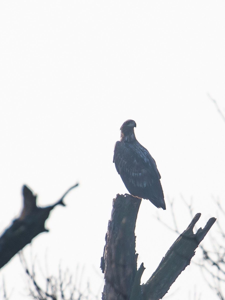 White-tailed Eagle - ML524266971