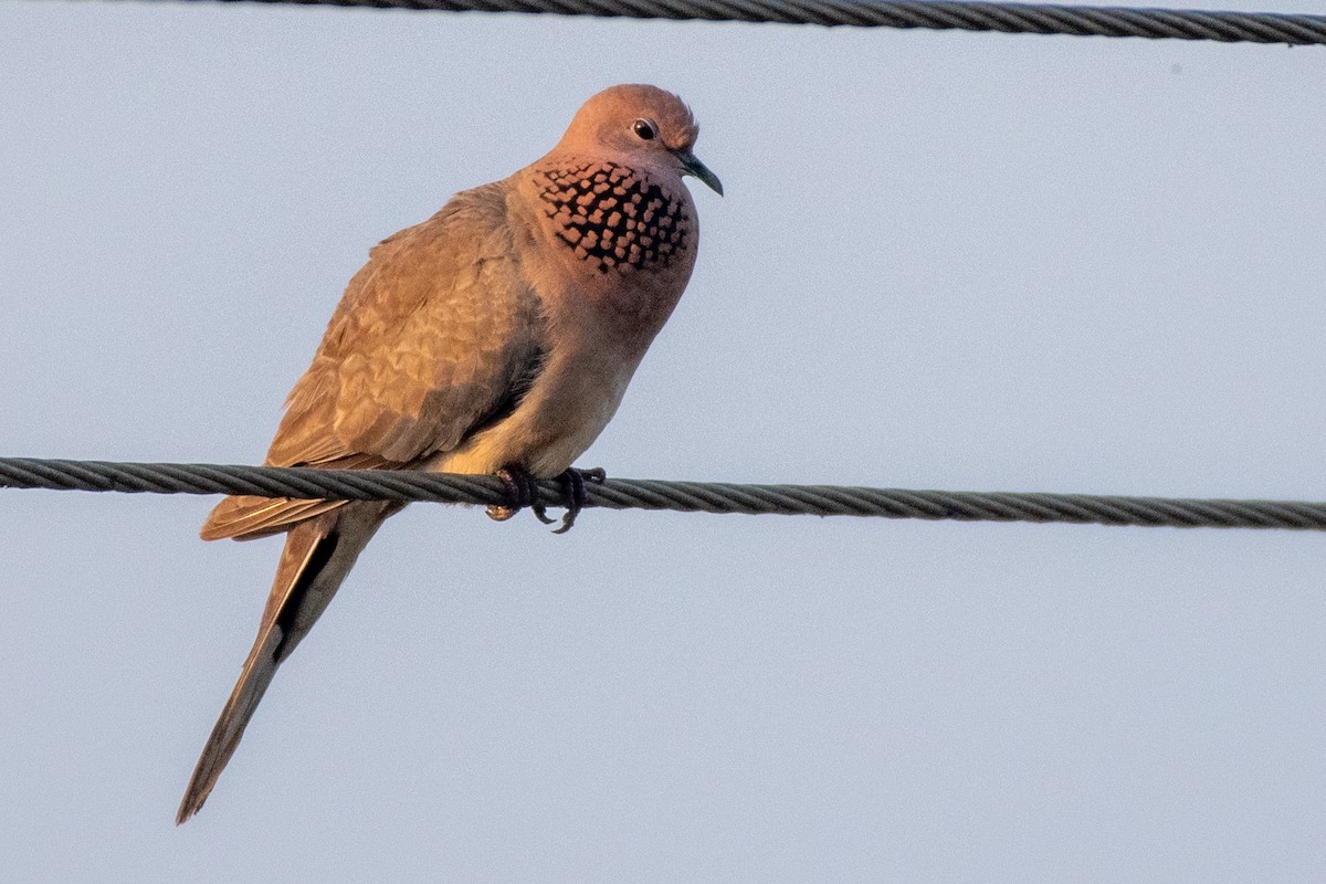 Laughing Dove - Swami Bogim