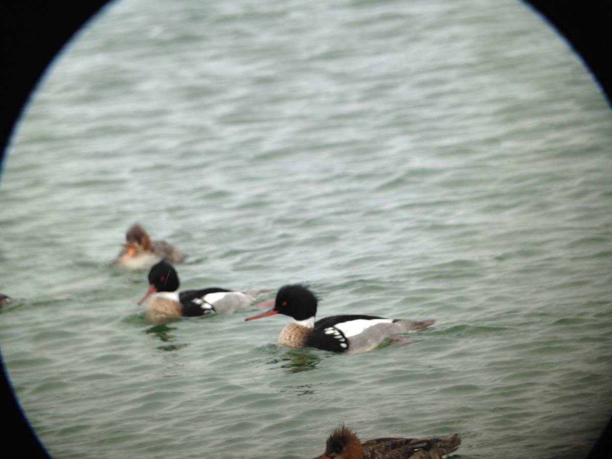 Red-breasted Merganser - Jack Leow