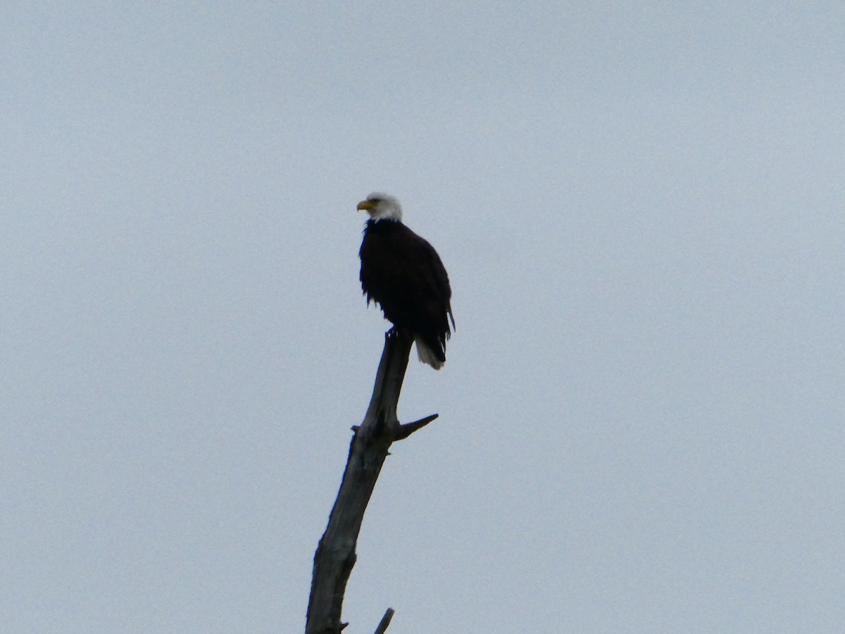 Bald Eagle - ML524270541