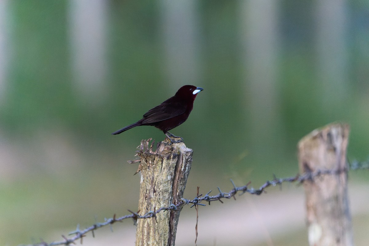 Silver-beaked Tanager - ML524271241