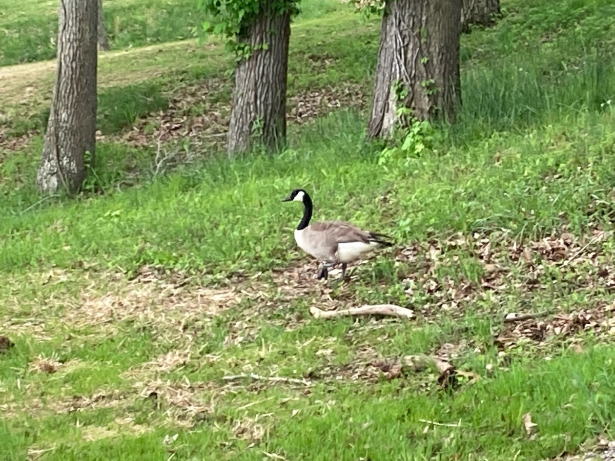 Canada Goose - ML524271771