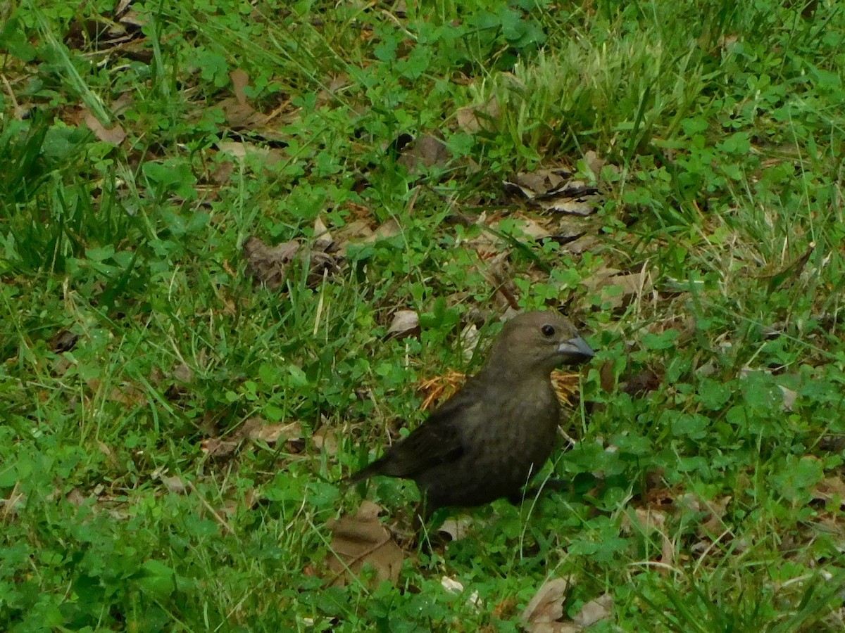 Brown-headed Cowbird - ML524271901