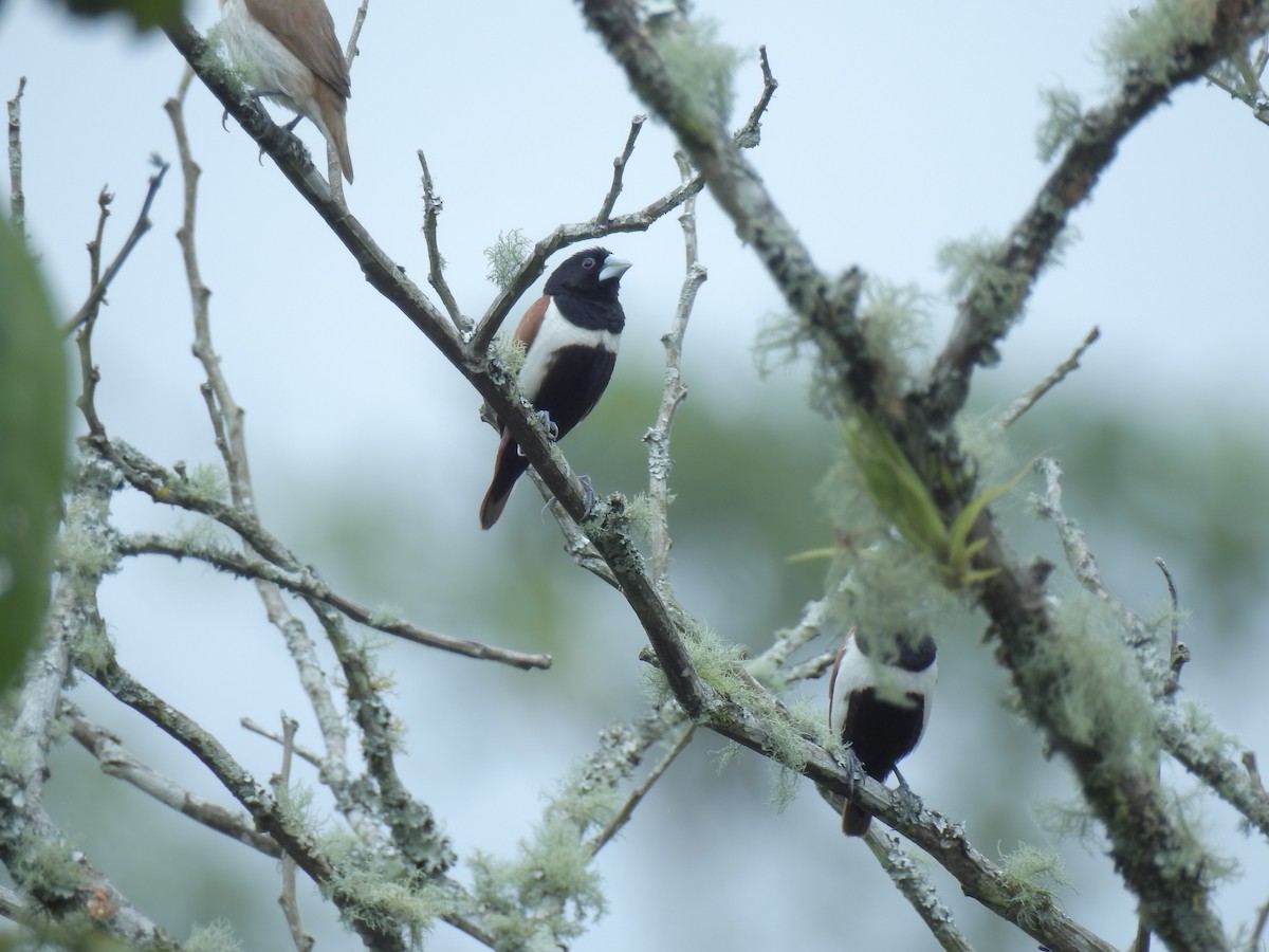 Capuchino Tricolor - ML52427231