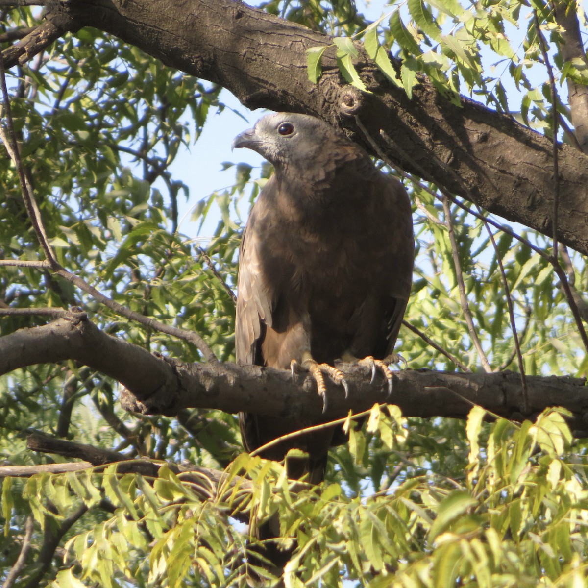 Oriental Honey-buzzard - ML524272361