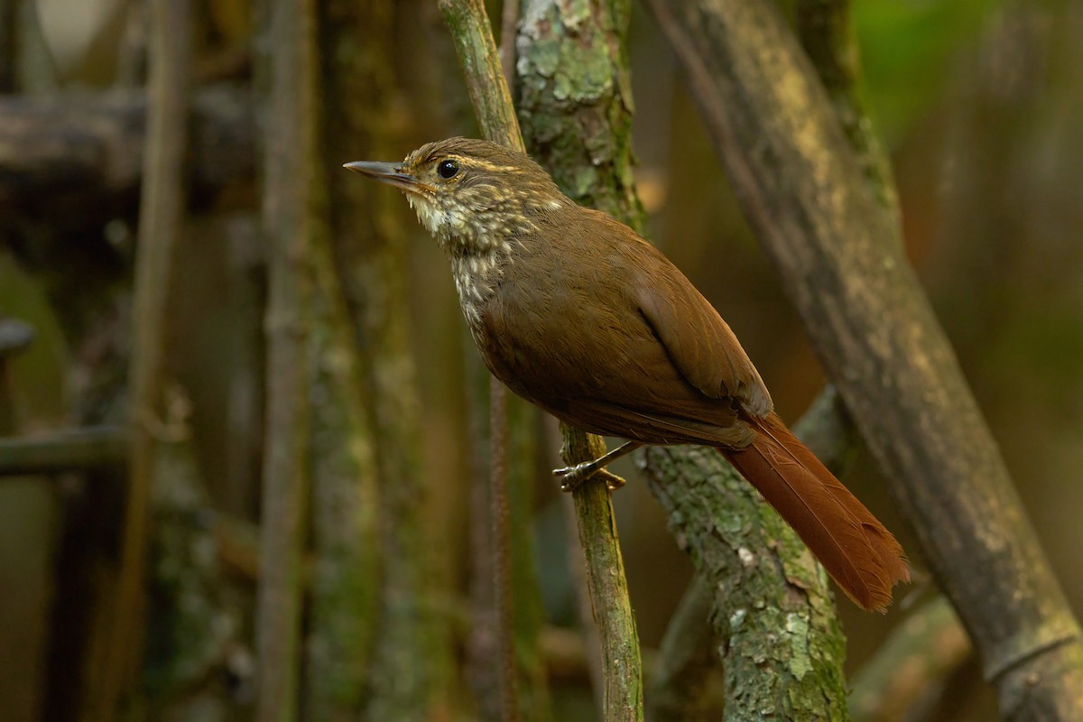 Buff-browed Foliage-gleaner - ML524272731