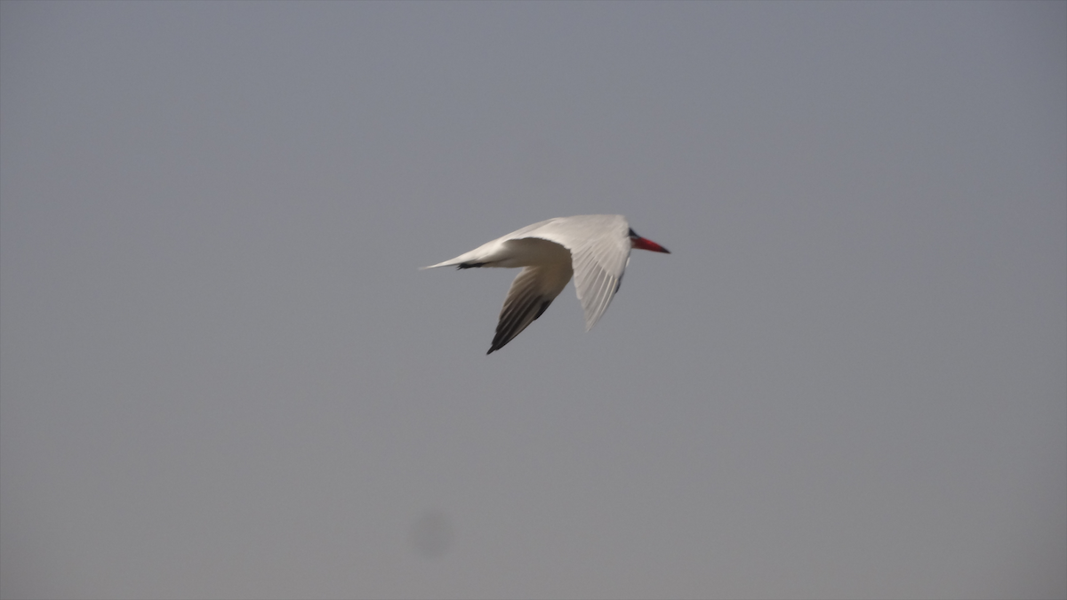 Caspian Tern - ML524273621