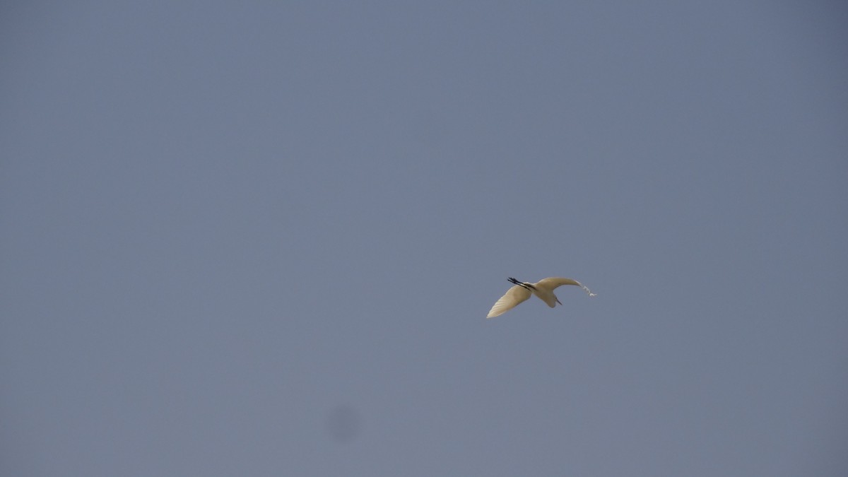 Great Egret - Anup Chavda