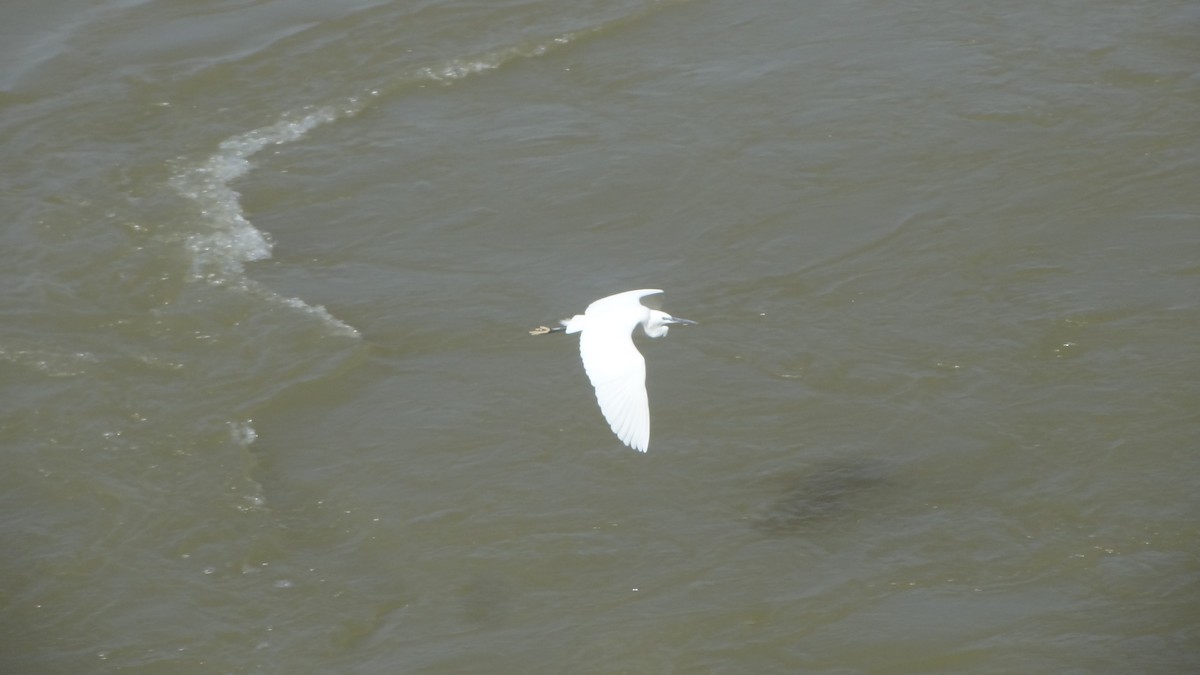 Little Egret - ML524274101