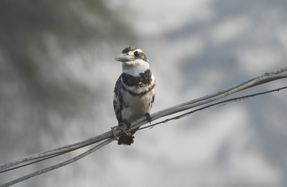 Pied Kingfisher - ML524274161