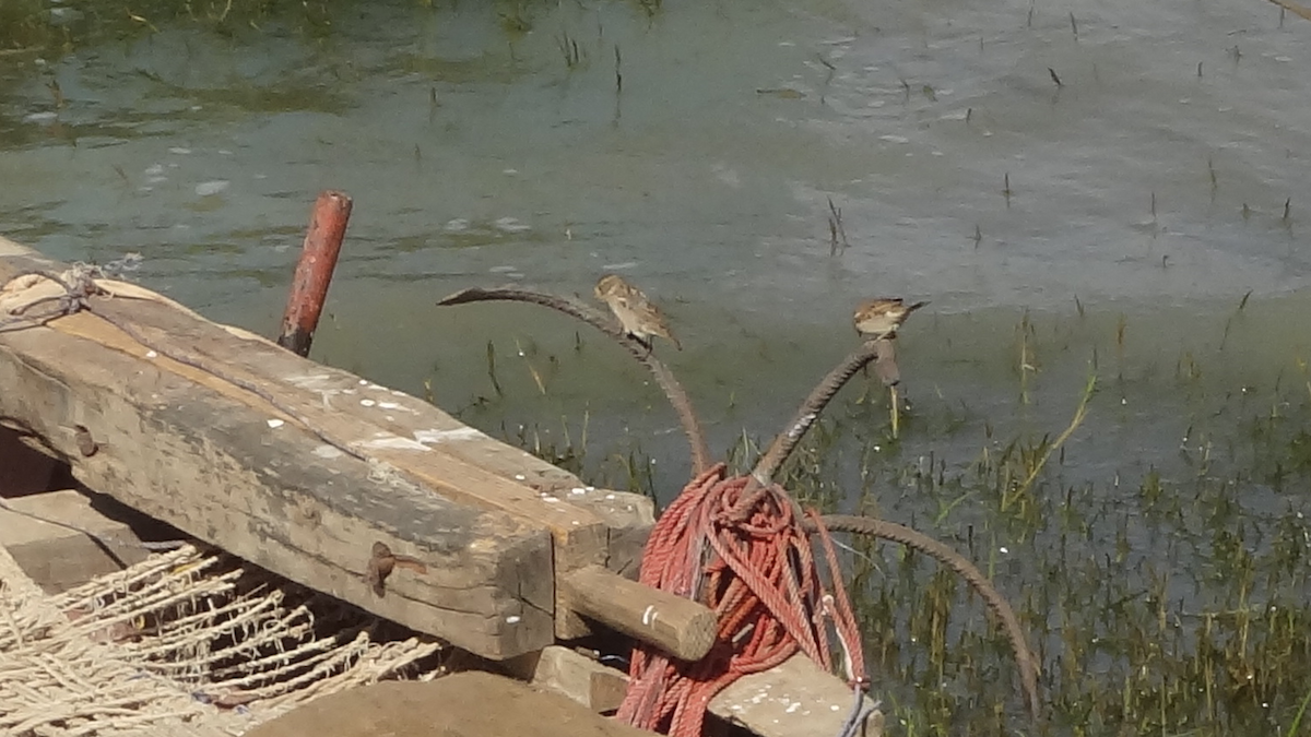 House Sparrow - ML524274451