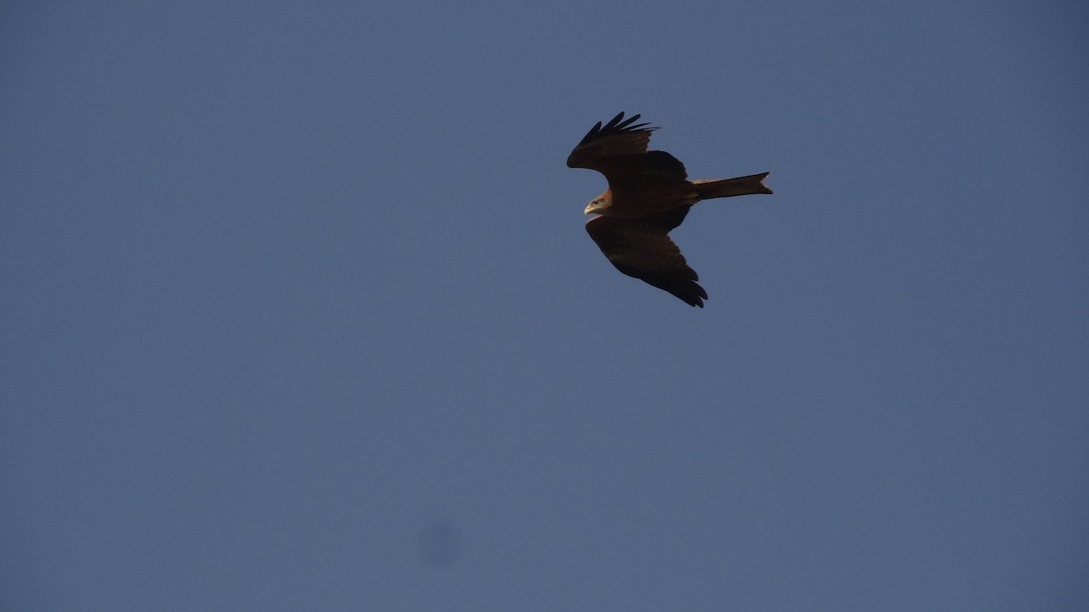 Black Kite - Anup Chavda