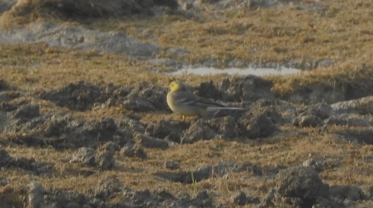 Citrine Wagtail - ML524274671