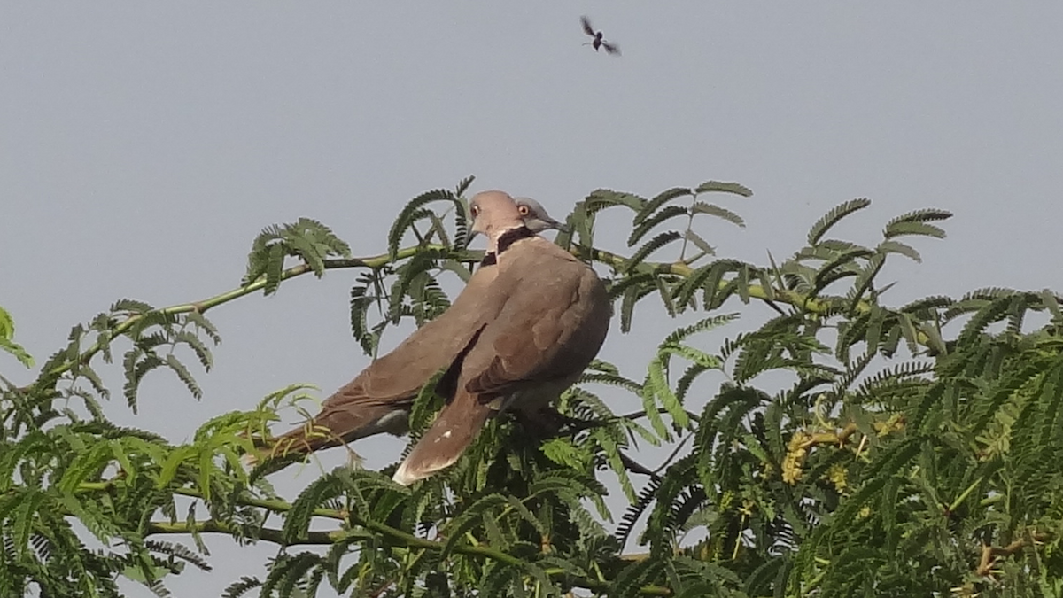 Mourning Collared-Dove - ML524274721