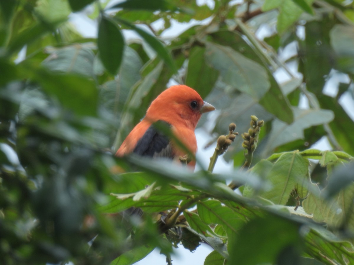 Scarlet Tanager - ML52427481