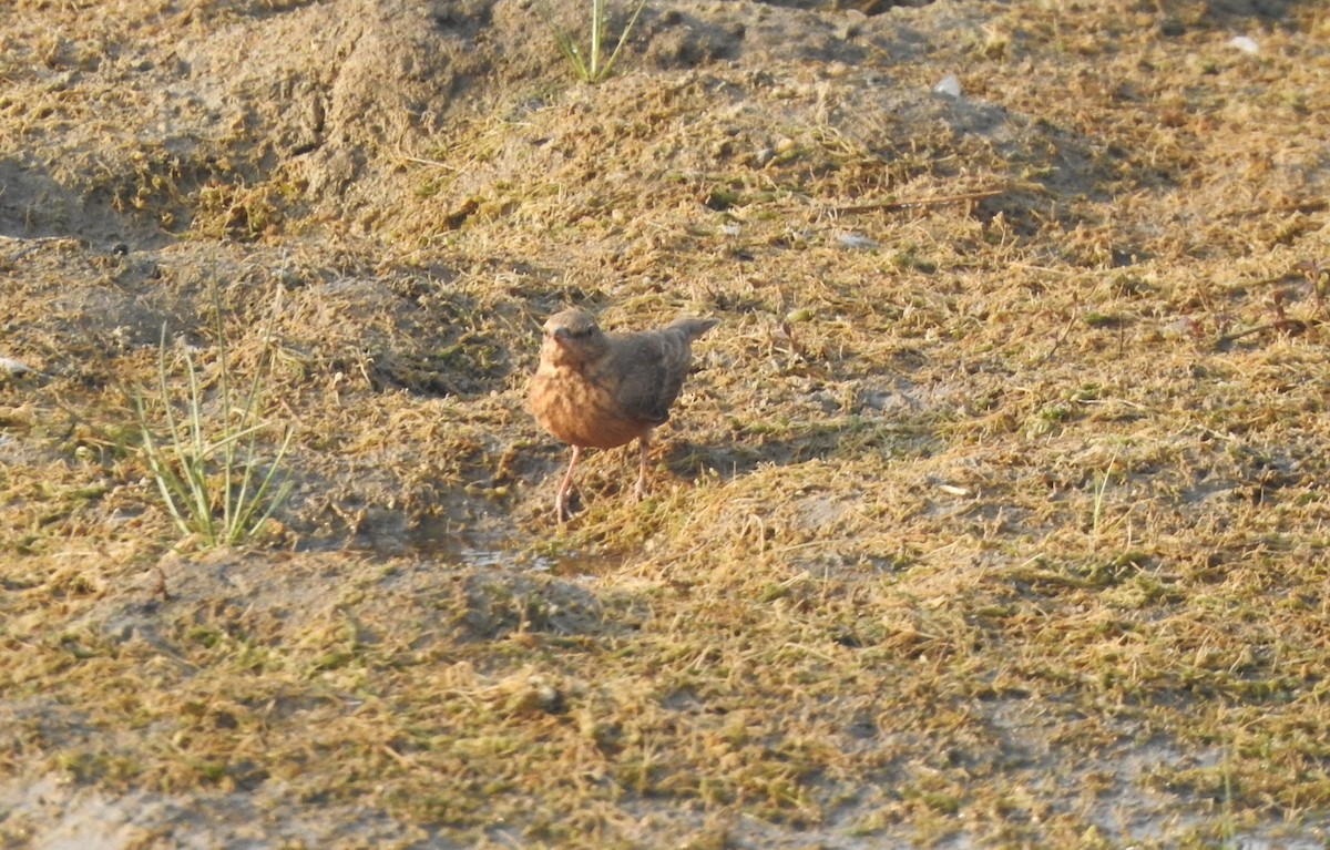 Rufous-tailed Lark - ML524274851