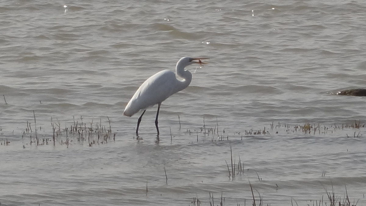 Great Egret - ML524274881