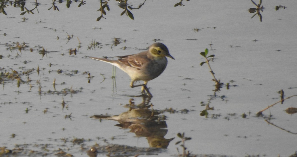 Citrine Wagtail - ML524275381