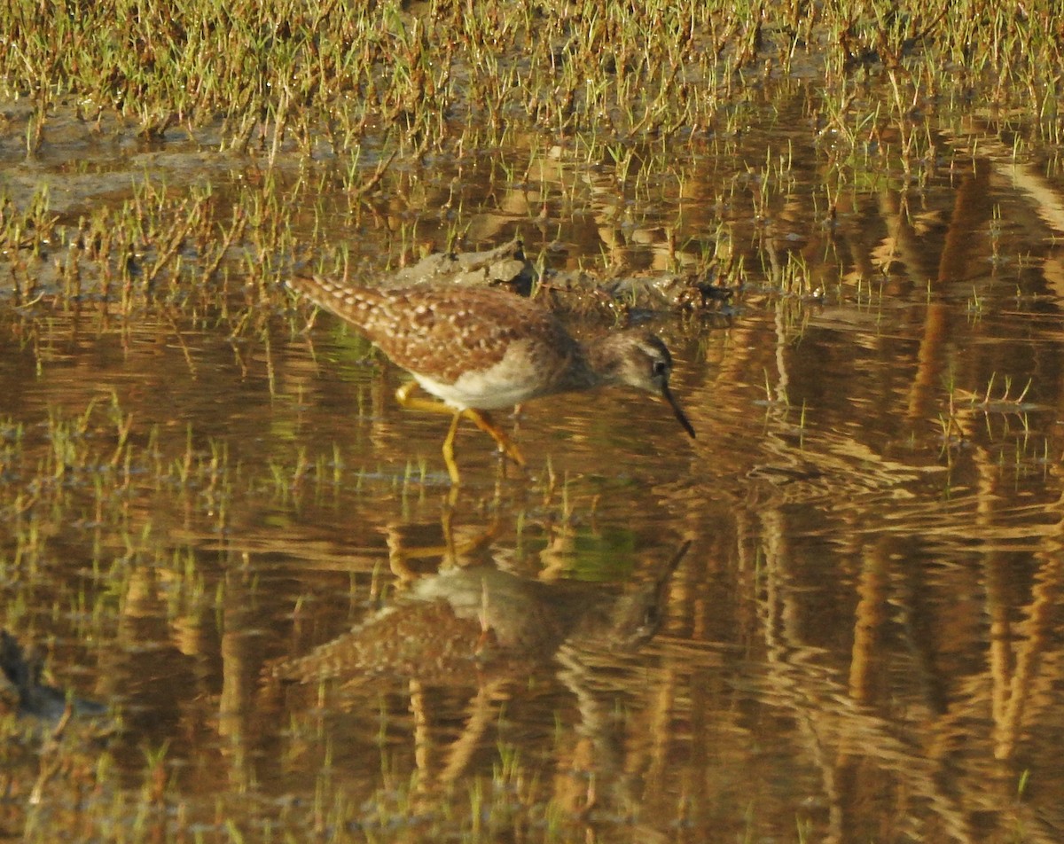 Wood Sandpiper - ML524275451