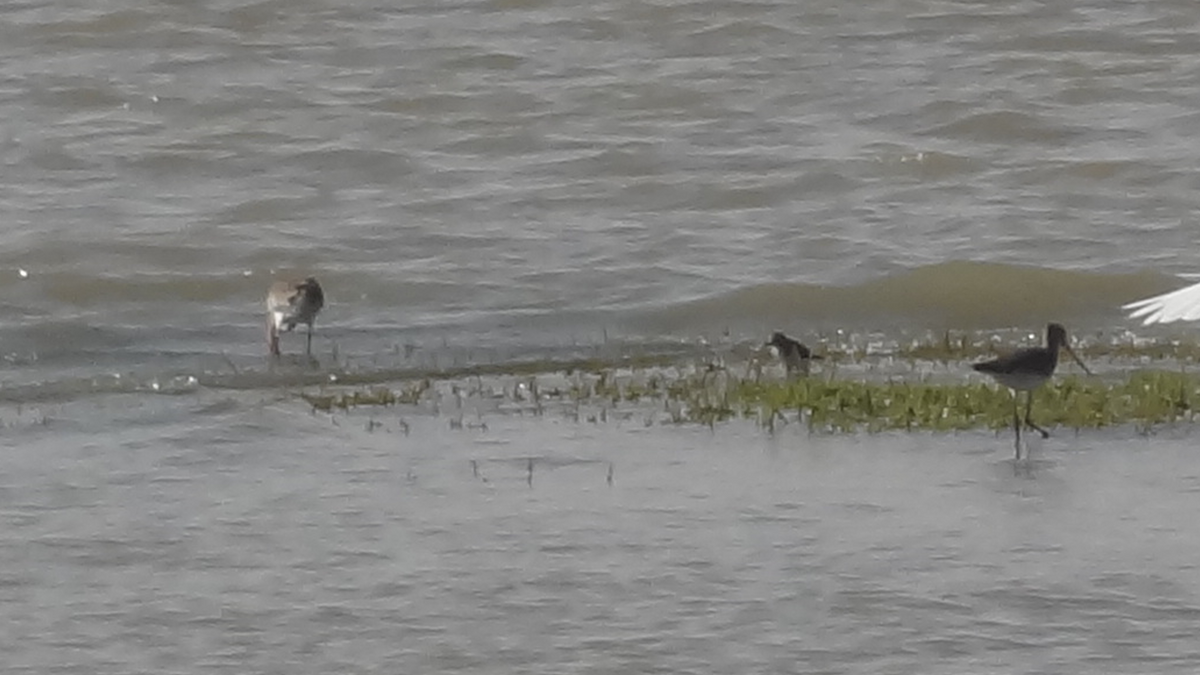 Black-tailed Godwit - ML524275841