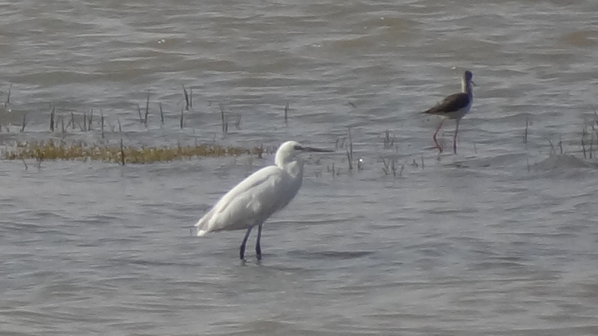 Échasse blanche - ML524275921