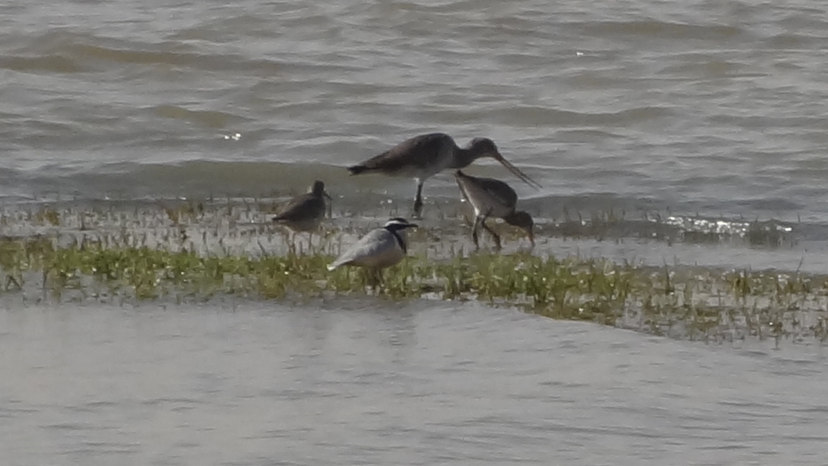 Egyptian Plover - ML524276391