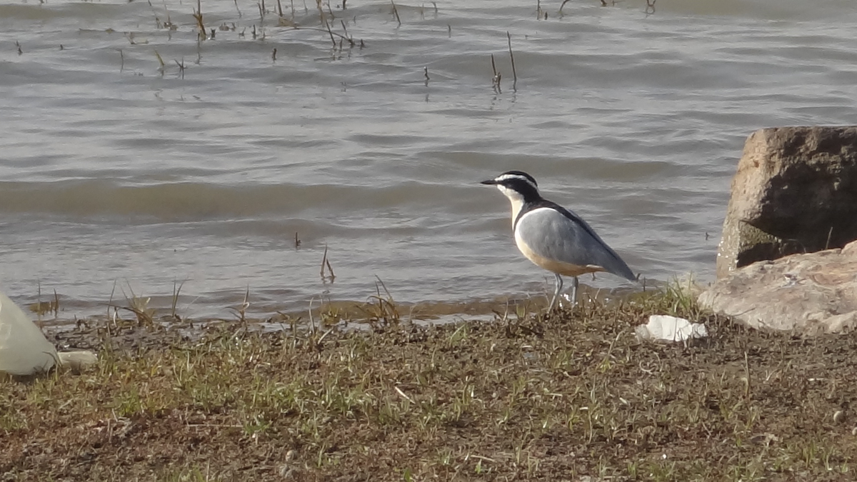 Egyptian Plover - ML524276461