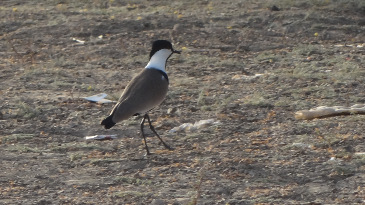 Spur-winged Lapwing - ML524276561